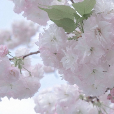 兽设校园场景创作福瑞群